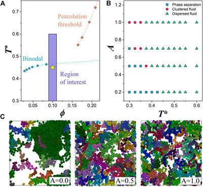 Cluster Morphology of Colloidal Systems With Competing Interactions